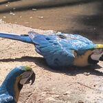Macaw feeding